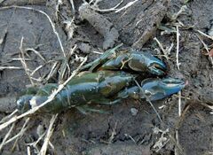 Cherax depressus