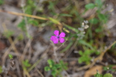 Dianthus armeria