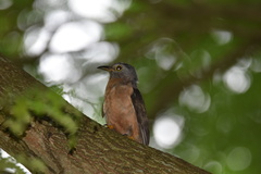 Cacomantis variolosus sepulcralis