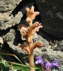 Orobanche teucrii