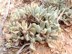 Crassula anso-lerouxiae