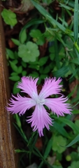 Dianthus longicalyx