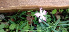 Dianthus longicalyx