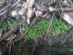 Selaginella heterostachys