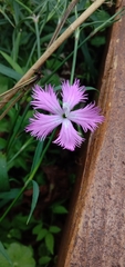 Dianthus longicalyx