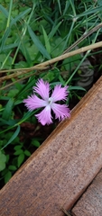 Dianthus longicalyx