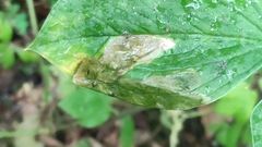 Parallelomma paridis