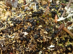 Neophyllis melacarpa