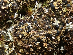 Neophyllis melacarpa