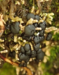 Neophyllis melacarpa