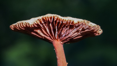 Lactarius areolatus