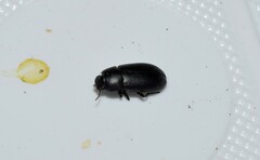 Opatroides punctulatus