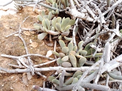 Crassula anso-lerouxiae