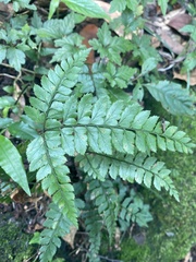 Arachniodes aristata