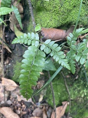 Arachniodes aristata