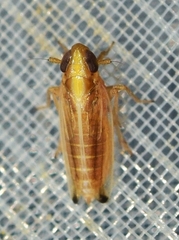 Muellerianella