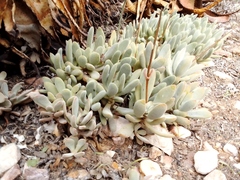 Crassula anso-lerouxiae