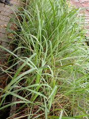 Cymbopogon nardus