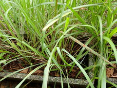 Cymbopogon nardus