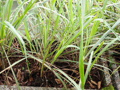 Cymbopogon nardus
