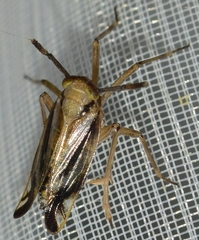 Delphax crassicornis