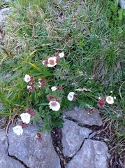 Potentilla clusiana