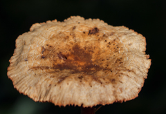 Lactarius areolatus