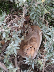 Trygonorrhina dumerilii