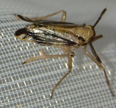 Delphax crassicornis