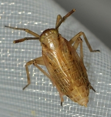 Delphax crassicornis