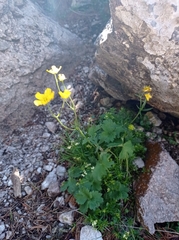 Ranunculus montanus