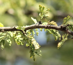 Vachellia nilotica subsp. kraussiana image