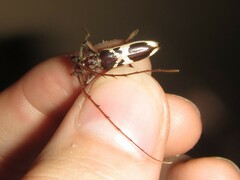 Coptocercus crucigerus