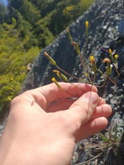 Hieracium bolanderi
