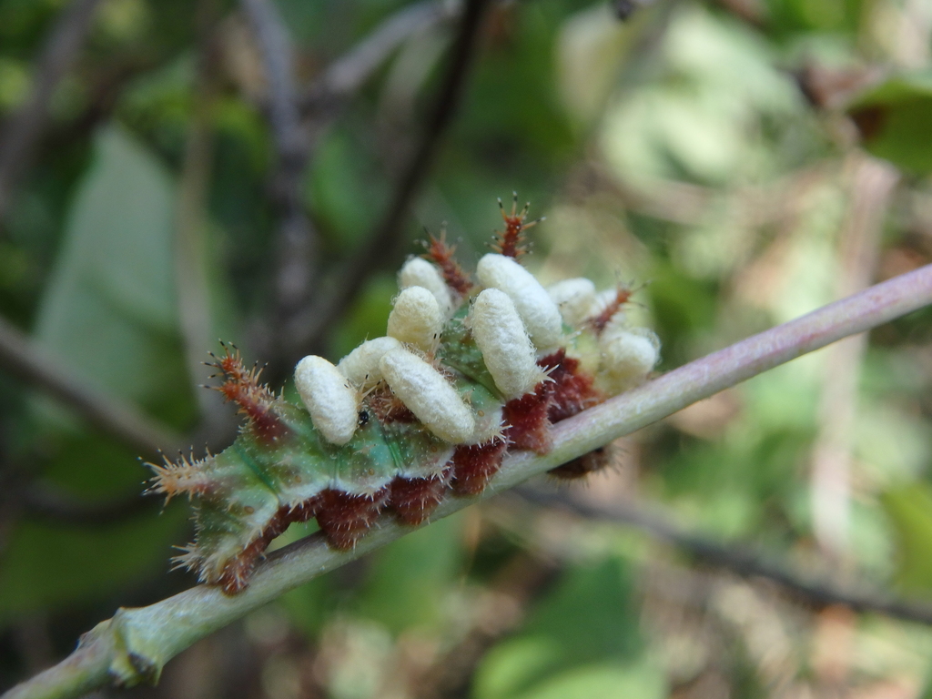 Cotesia sibyllarum