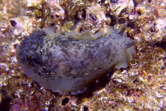 Dendrodoris temarana