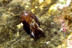 Haminoea exigua
