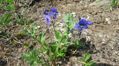 Veronica grandiflora
