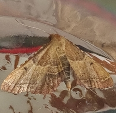 Endotricha flammealis