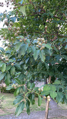 Lagerstroemia speciosa
