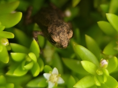 Bufo bufo
