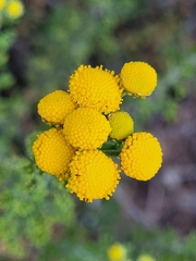 Pentziinae