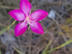Dianthus ciliatus
