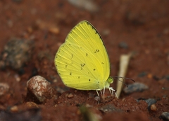 Eurema andersoni