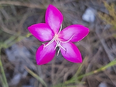 Dianthus ciliatus