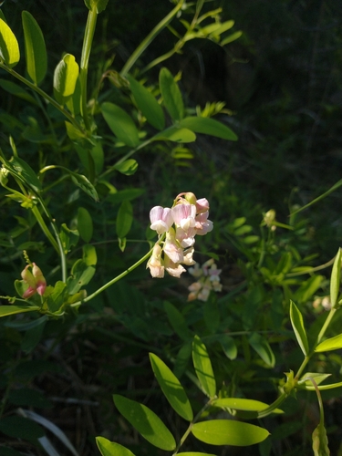 Lathyrus delnorticus, photograph 2