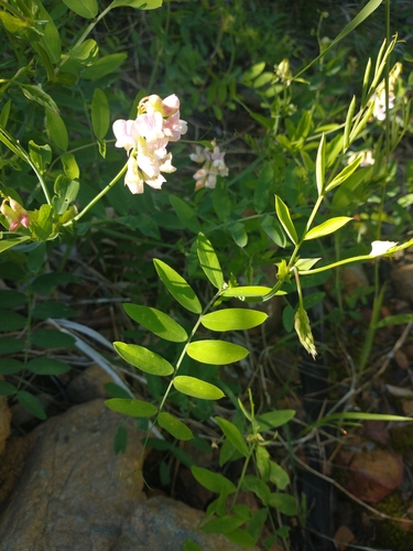 Image of Lathyrus delnorticus by no rights reserved
