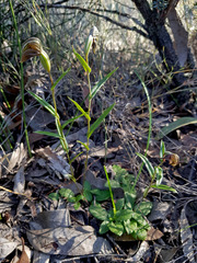 Pterostylis arbuscula