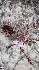 Limonium virgatum