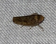 Paraphlepsius tennessus